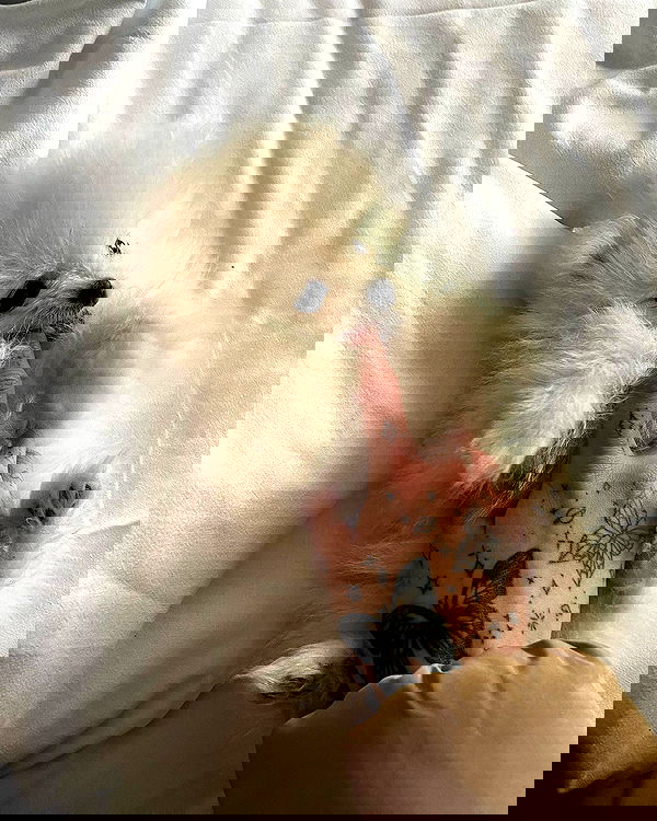 meleeva meleeva archive image