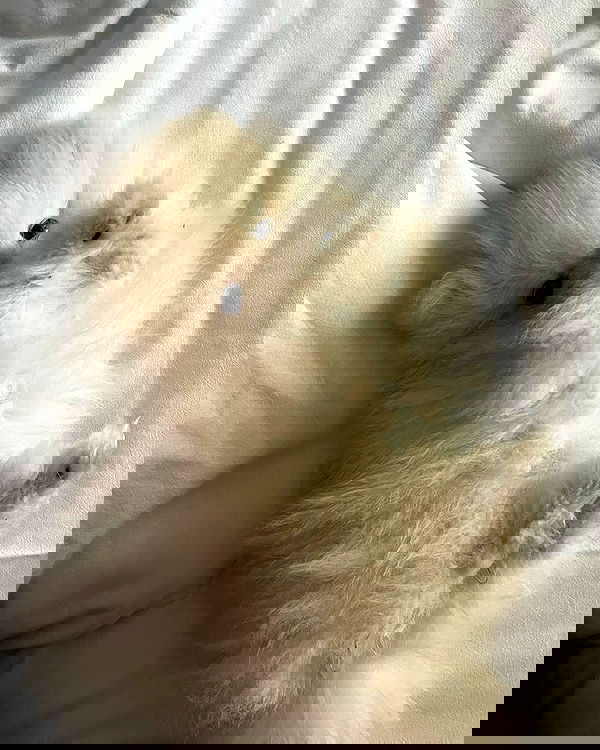 meleeva meleeva archive image