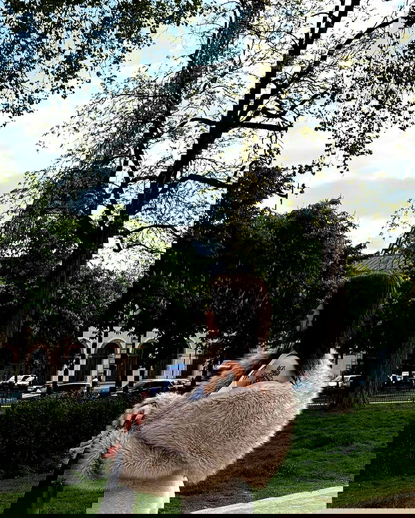 meleeva meleeva archive image