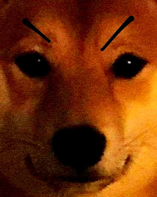 meowriexists instagram image archive image