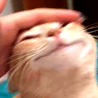 meowriexists instagram image archive image