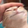 meowriexists Altpins Profile Picture