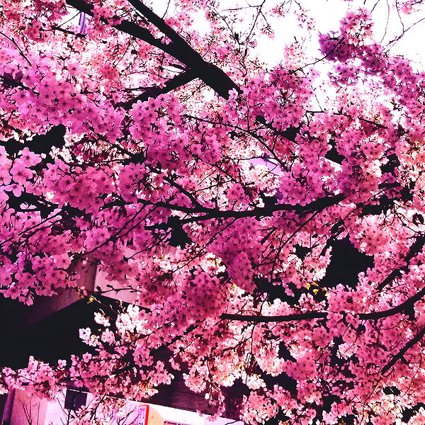 meowriexists instagram image archive image