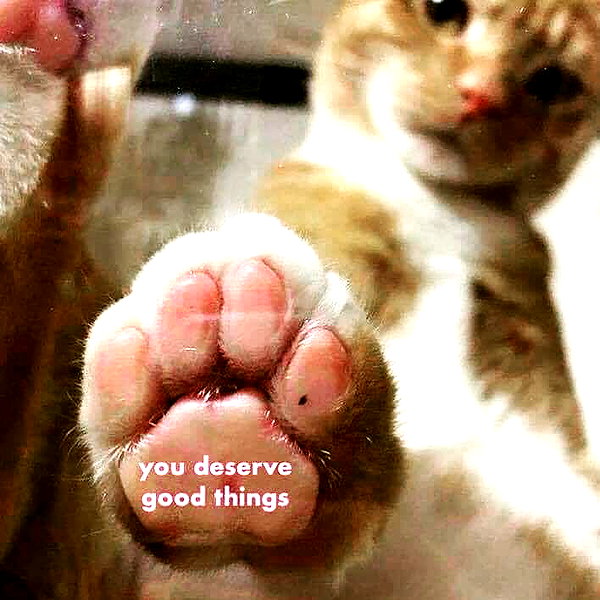 meowriexists instagram image archive image