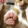 meowriexists Altpins Profile Picture