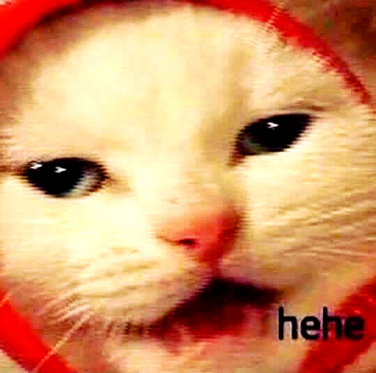 meowriexists instagram image archive image