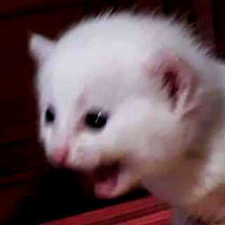 meowriexists instagram image archive image
