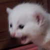 meowriexists Altpins Profile Picture