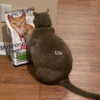 meowriexists Altpins Profile Picture
