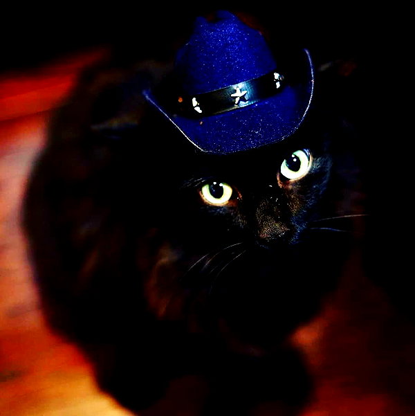 meowriexists instagram image archive image