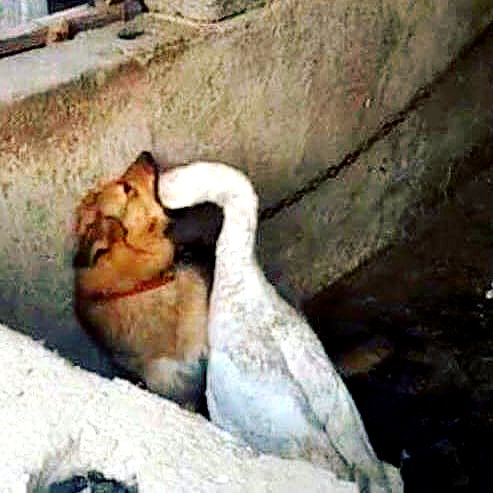 meowriexists instagram image archive image