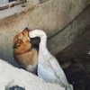 meowriexists Altpins Profile Picture
