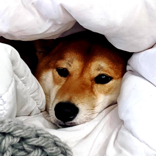 meowriexists instagram image archive image