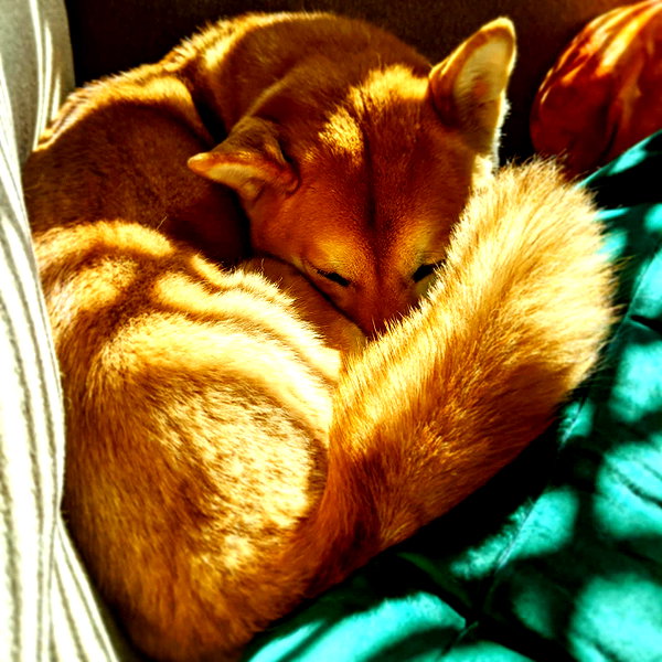 meowriexists instagram image archive image