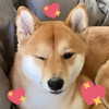 meowriexists Altpins Profile Picture