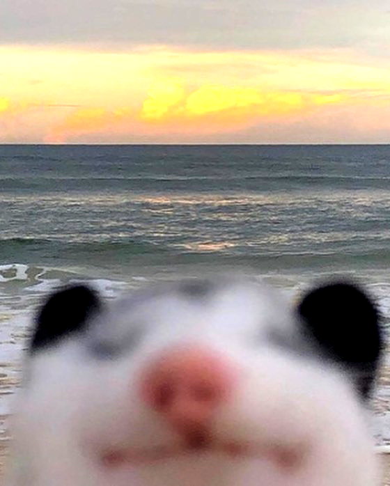 meowriexists instagram image archive image