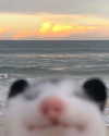 meowriexists Altpins Profile Picture