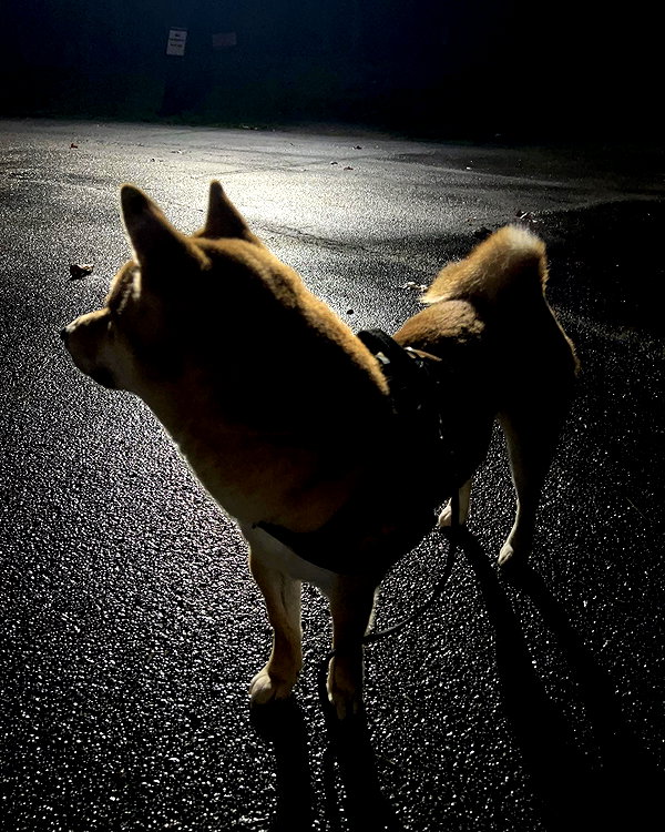 meowriexists instagram image archive image