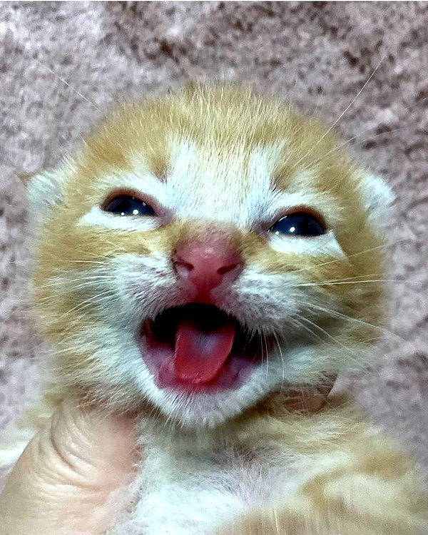 meowriexists instagram image archive image