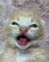meowriexists Altpins Profile Picture