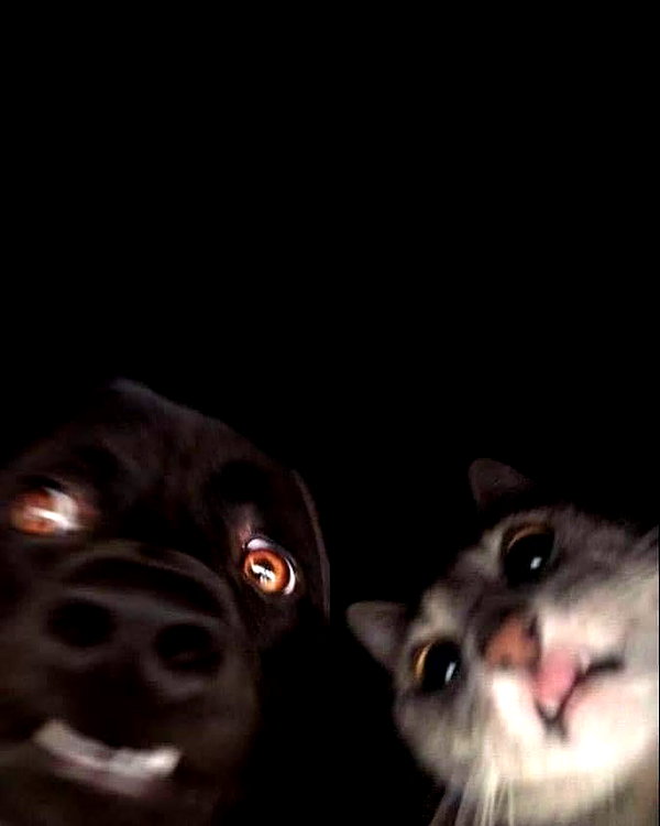 meowriexists instagram image archive image