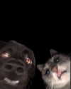 meowriexists Altpins Profile Picture