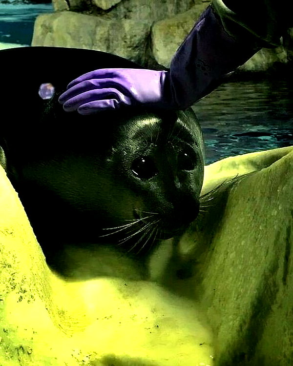 meowriexists instagram image archive image
