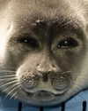 meowriexists Altpins Profile Picture