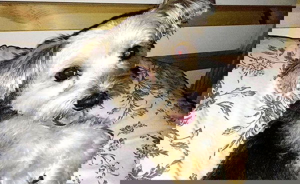 miakhalifa miakhalifa archive image