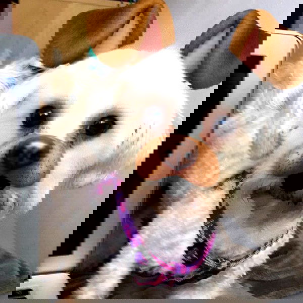 miakhalifa miakhalifa archive image