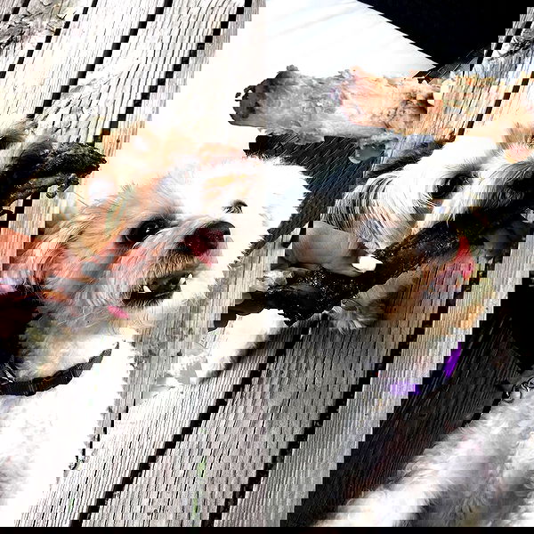 miakhalifa miakhalifa archive image