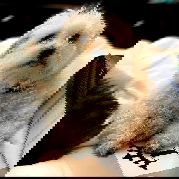 miakhalifa miakhalifa archive image