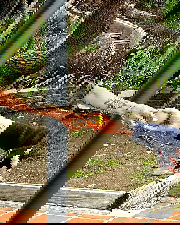 miakhalifa miakhalifa archive image