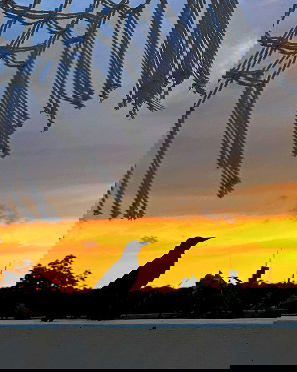 miakhalifa miakhalifa archive image