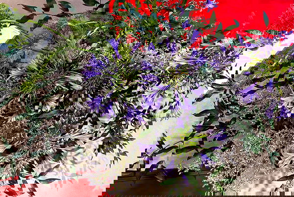 miakhalifa miakhalifa archive image