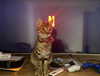 mikaleska_mikink Altpins Profile Picture