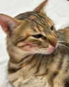 mikaleska_mikink Altpins Profile Picture