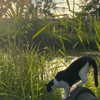 mikaya.mia Altpins Profile Picture