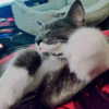 mikomihokina Altpins Profile Picture
