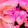 mikomihokina Altpins Profile Picture