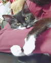 mikomihokina Altpins Profile Picture