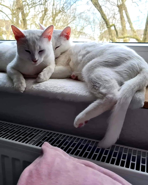 mikomihokina instagram image archive image