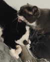 mikomihokina Altpins Profile Picture