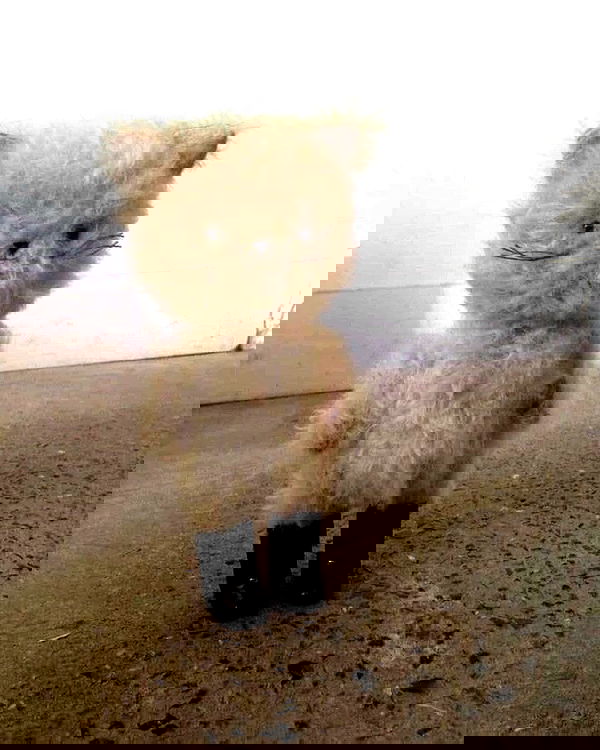 milkgore milkgore archive image