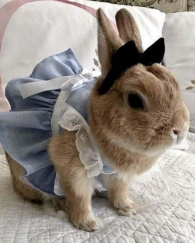 milkgore milkgore archive image