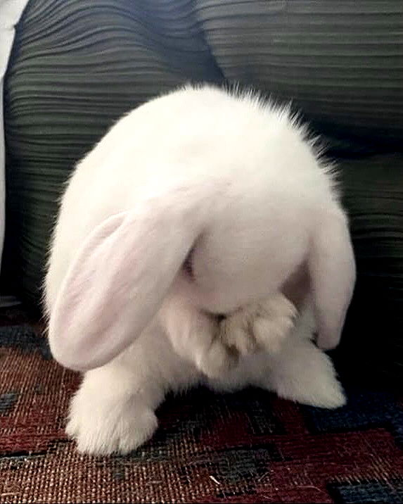 milkgore milkgore archive image