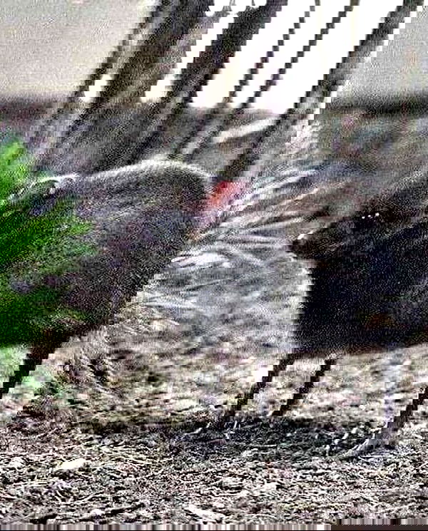 milkgore milkgore archive image