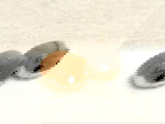 milkgore milkgore archive image