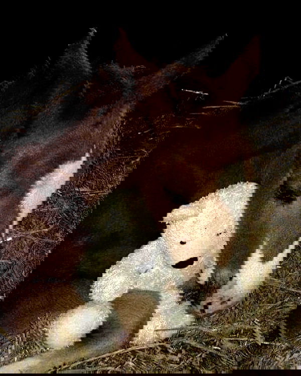 milkgore milkgore archive image