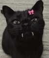 milkibunshehe Altpins Profile Picture